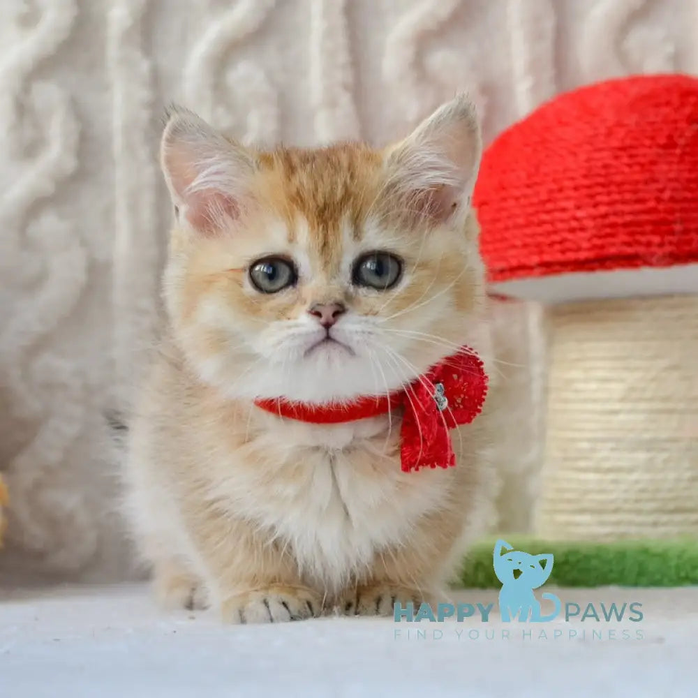 Jenny Munchkin female black golden ticked tabby live animals