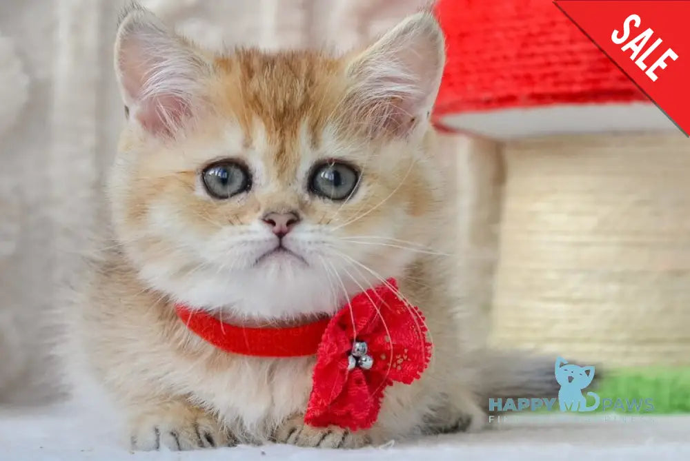 Jenny Munchkin female black golden ticked tabby live animals