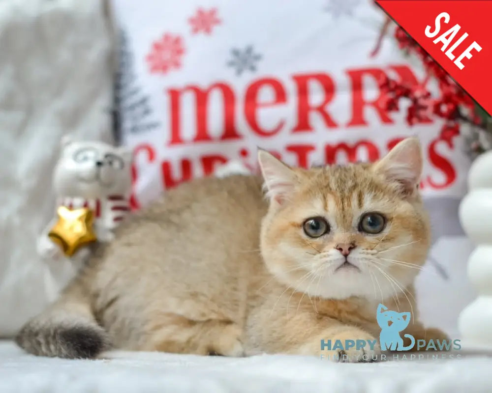 Jenny Munchkin female black golden ticked tabby live animals