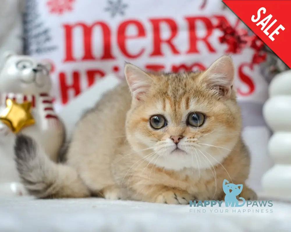 Jenny Munchkin female black golden ticked tabby live animals