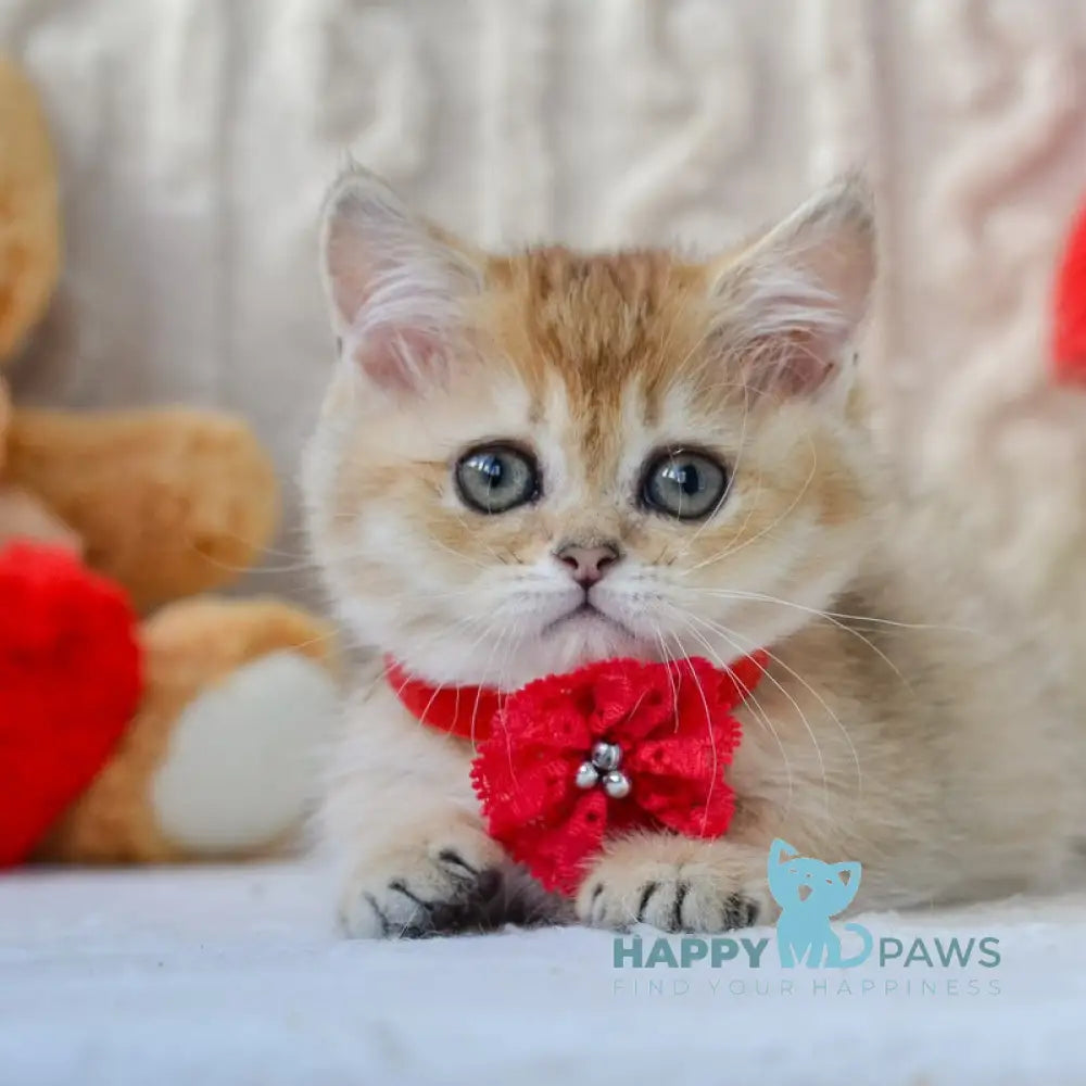 Jenny Munchkin female black golden ticked tabby live animals