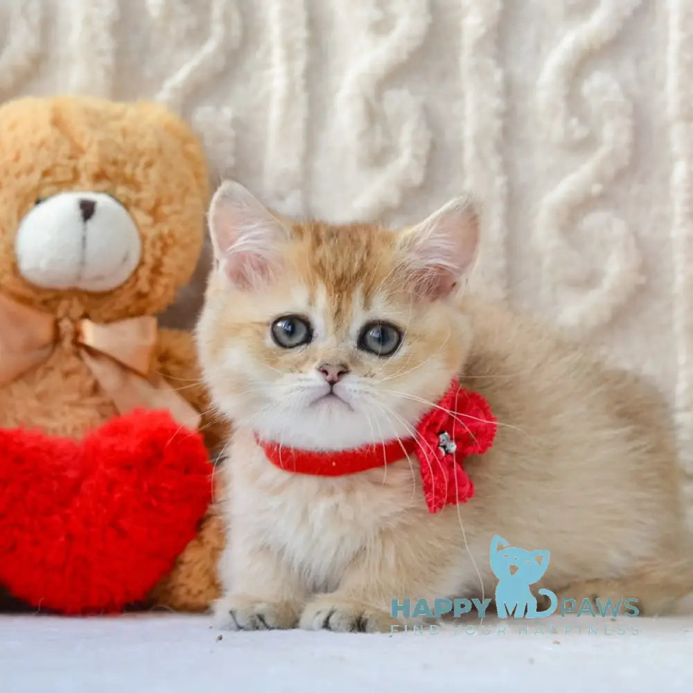 Jenny Munchkin female black golden ticked tabby live animals