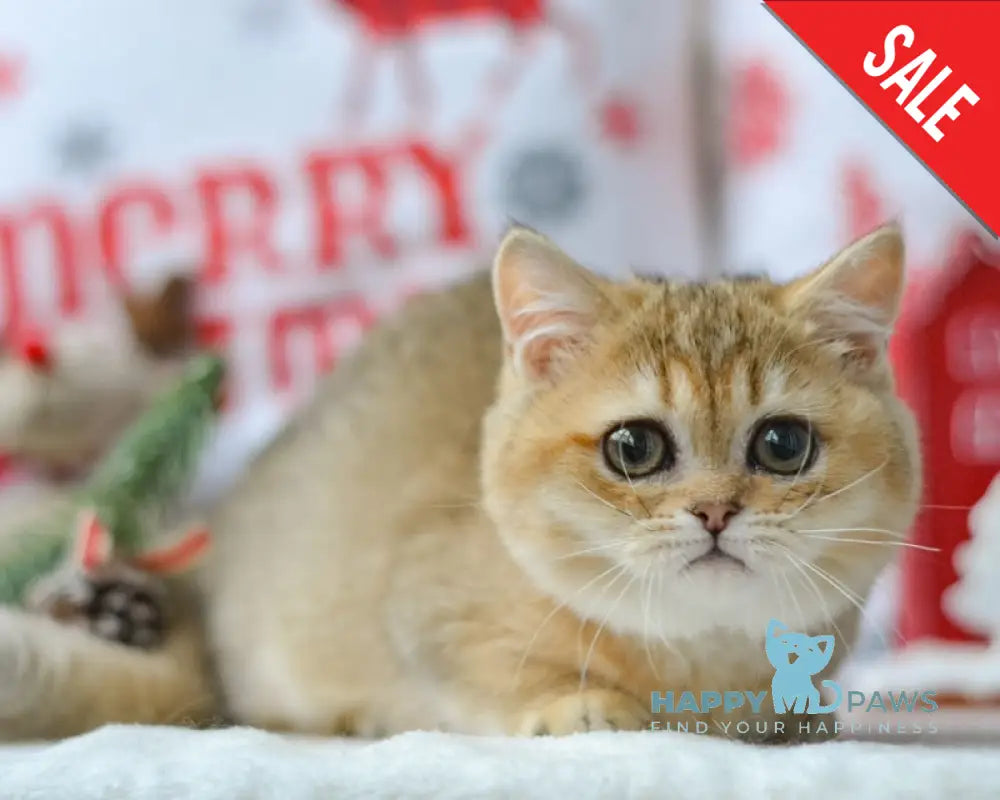 Jenny Munchkin female black golden ticked tabby live animals