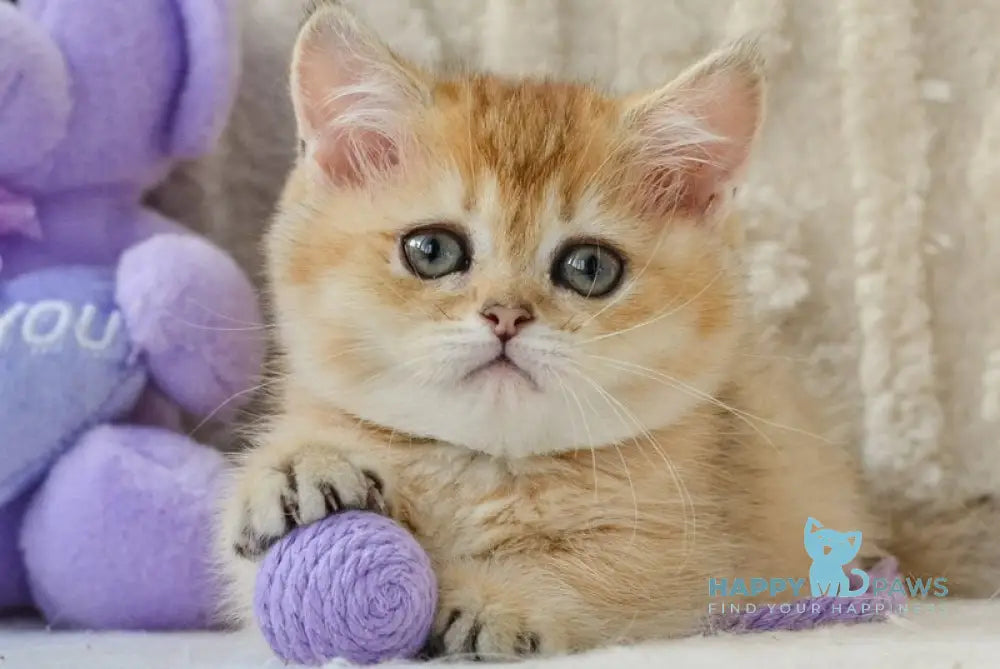 Jenny Munchkin female black golden ticked tabby live animals