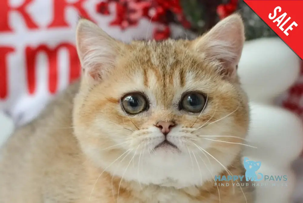 Jenny Munchkin female black golden ticked tabby live animals