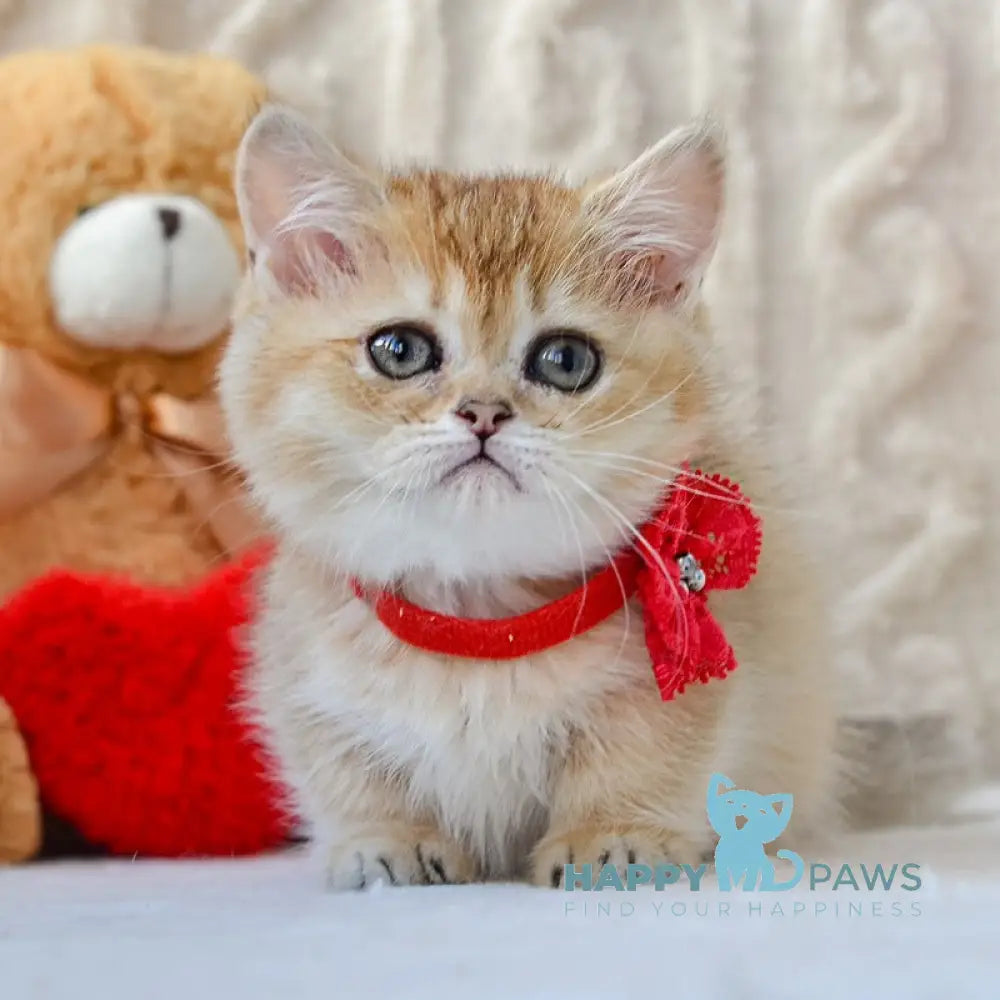 Jenny Munchkin female black golden ticked tabby live animals