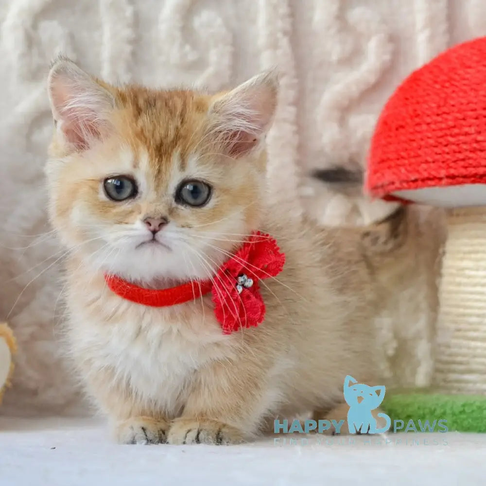 Jenny Munchkin female black golden ticked tabby live animals