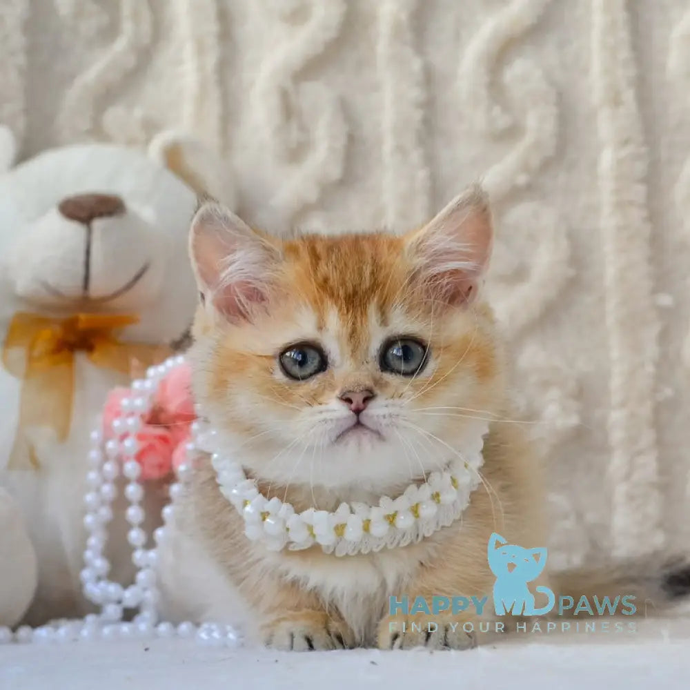 Jenny Munchkin female black golden ticked tabby live animals