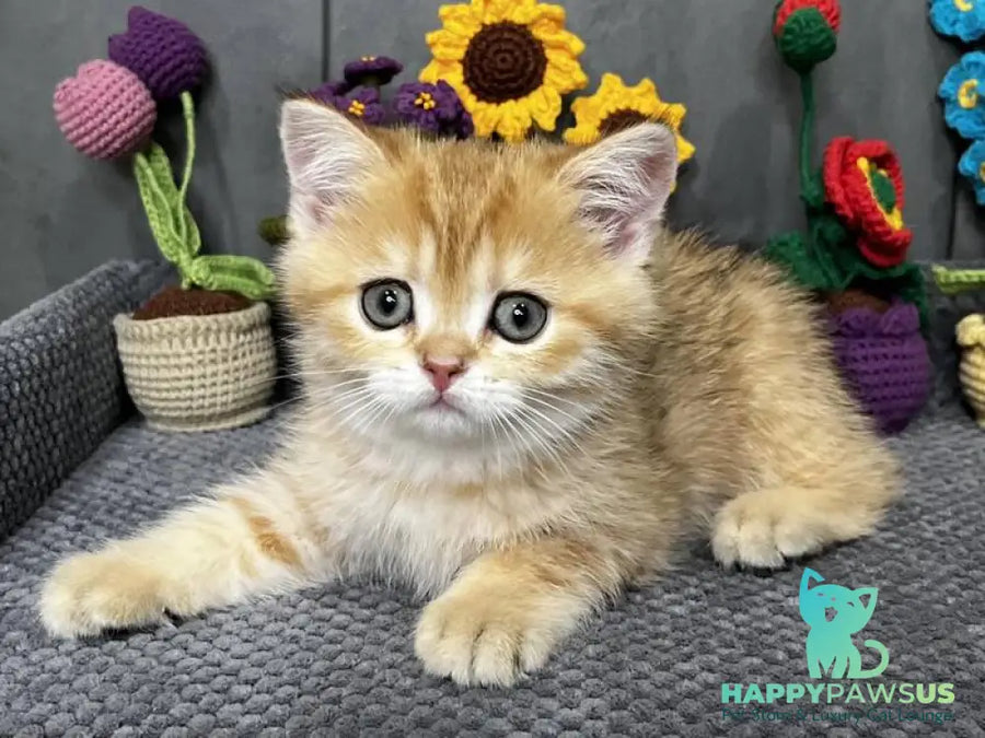 Jenny Scottish Straight female black golden spotted tabby live animals