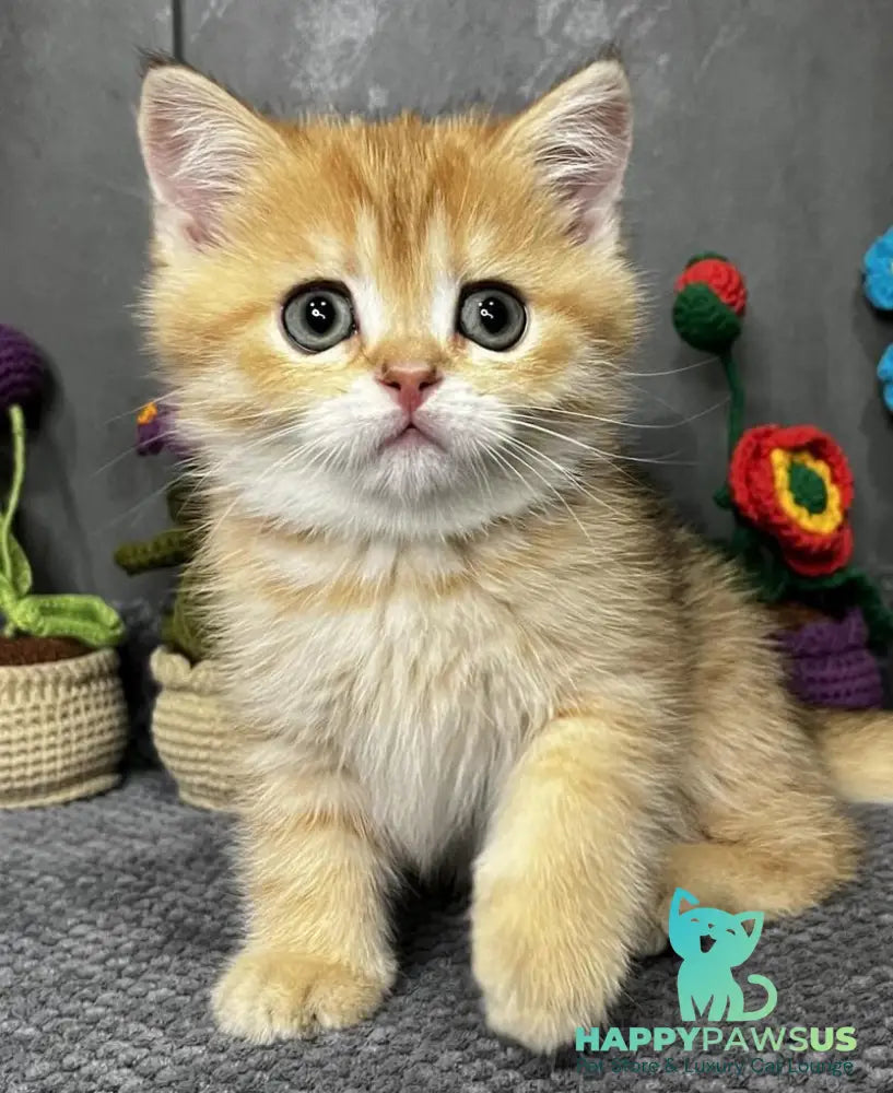 Jenny Scottish Straight female black golden spotted tabby live animals