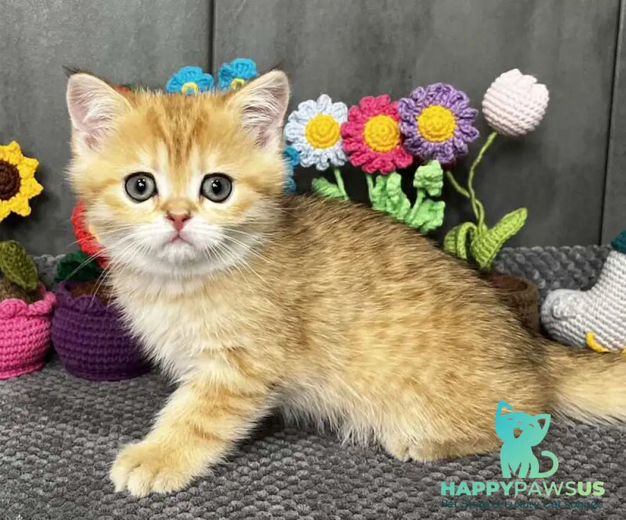 Jenny Scottish Straight female black golden spotted tabby live animals