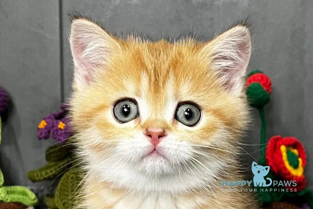 Jenny Scottish Straight female black golden spotted tabby live animals