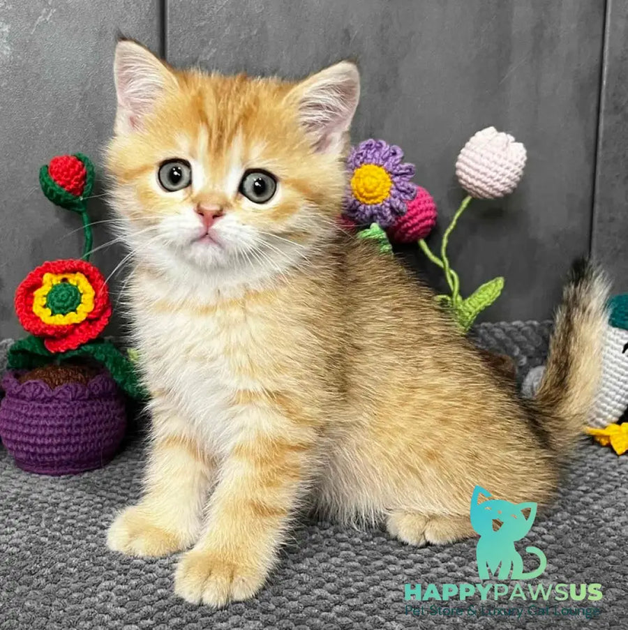 Jenny Scottish Straight female black golden spotted tabby live animals