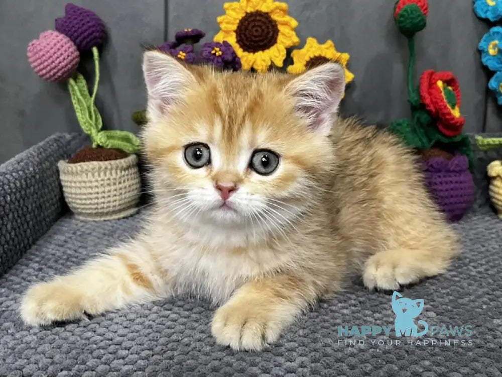 Jenny Scottish Straight female black golden spotted tabby live animals