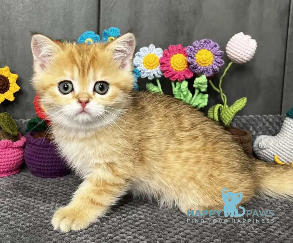 Jenny Scottish Straight female black golden spotted tabby live animals