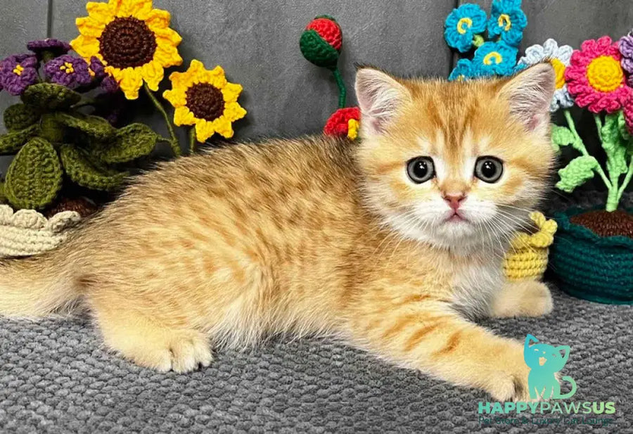 Jenny Scottish Straight female black golden spotted tabby live animals