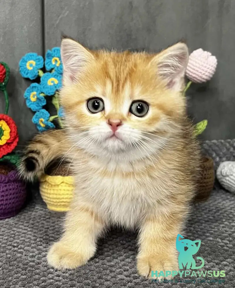 Jenny Scottish Straight female black golden spotted tabby live animals