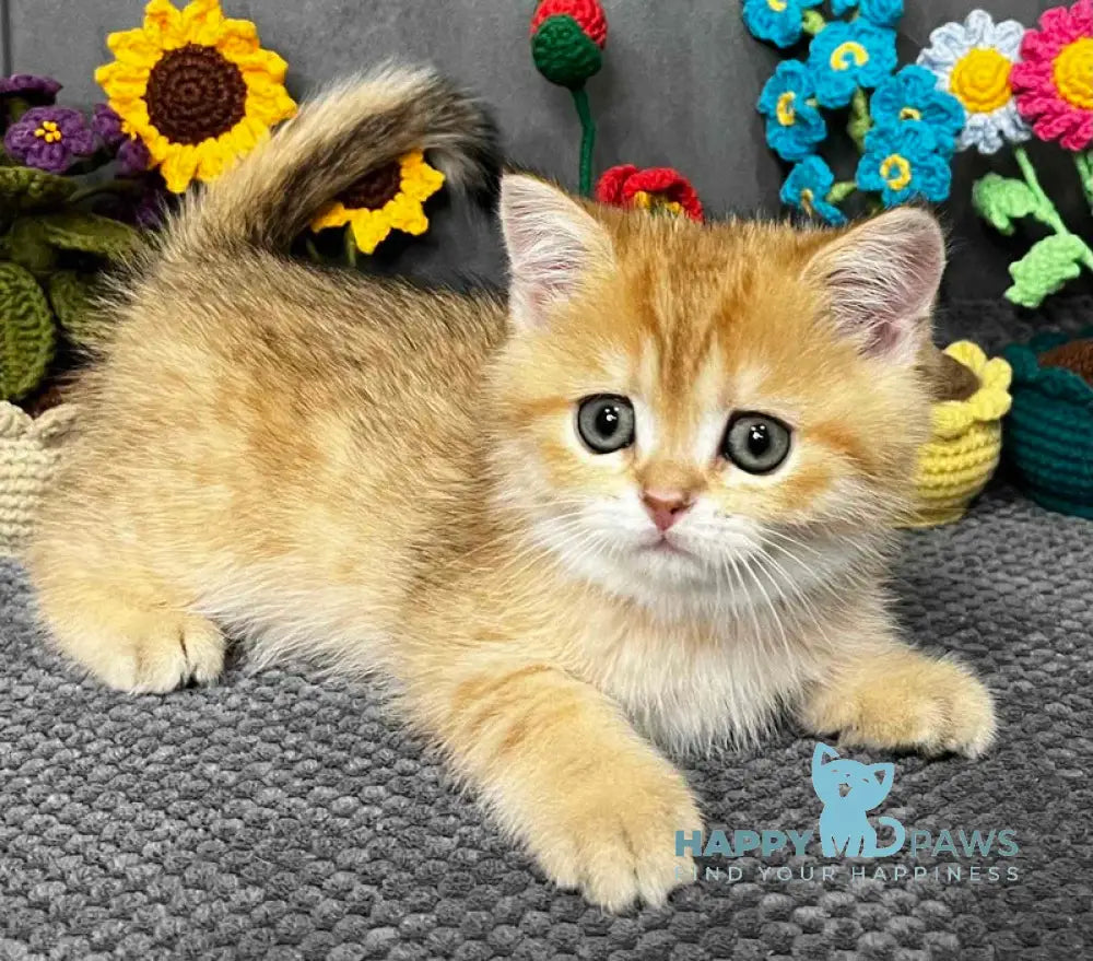 Jenny Scottish Straight female black golden spotted tabby live animals