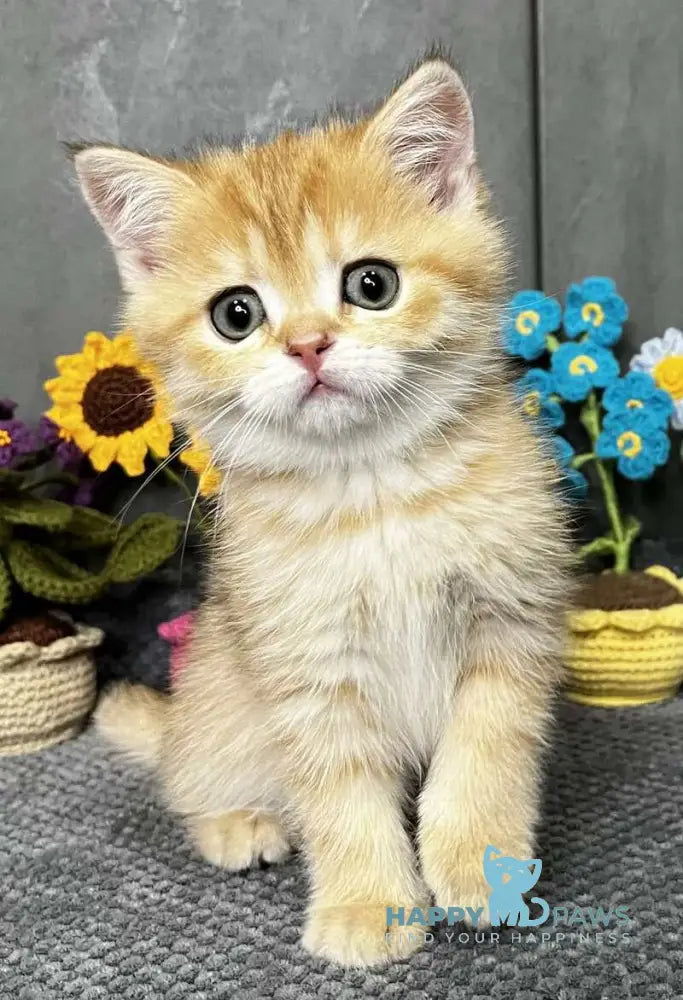 Jenny Scottish Straight female black golden spotted tabby live animals
