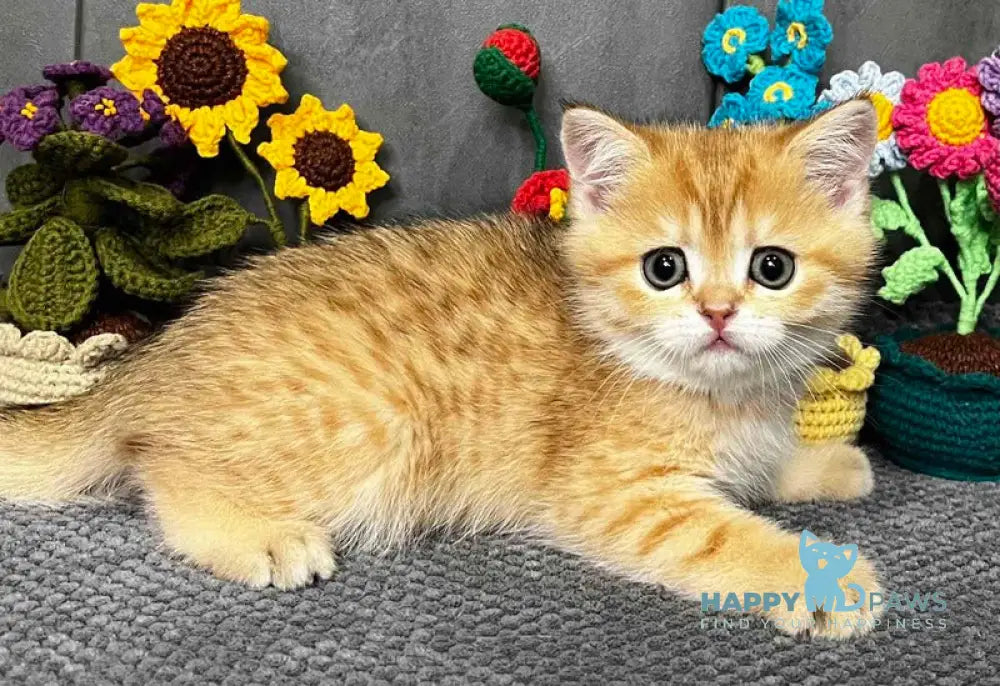 Jenny Scottish Straight female black golden spotted tabby live animals