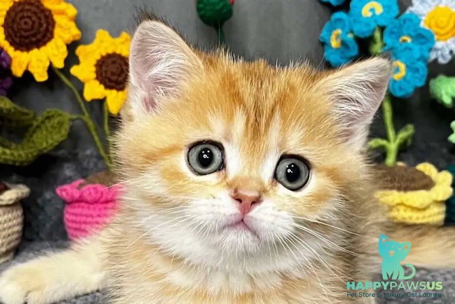 Jenny Scottish Straight female black golden spotted tabby live animals
