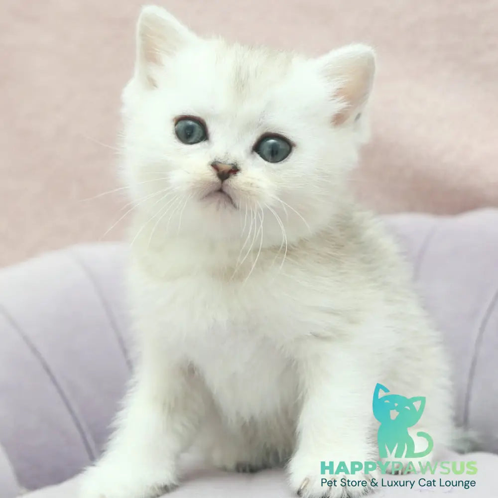 Jenny Scottish Straight female black silver shaded - live animals