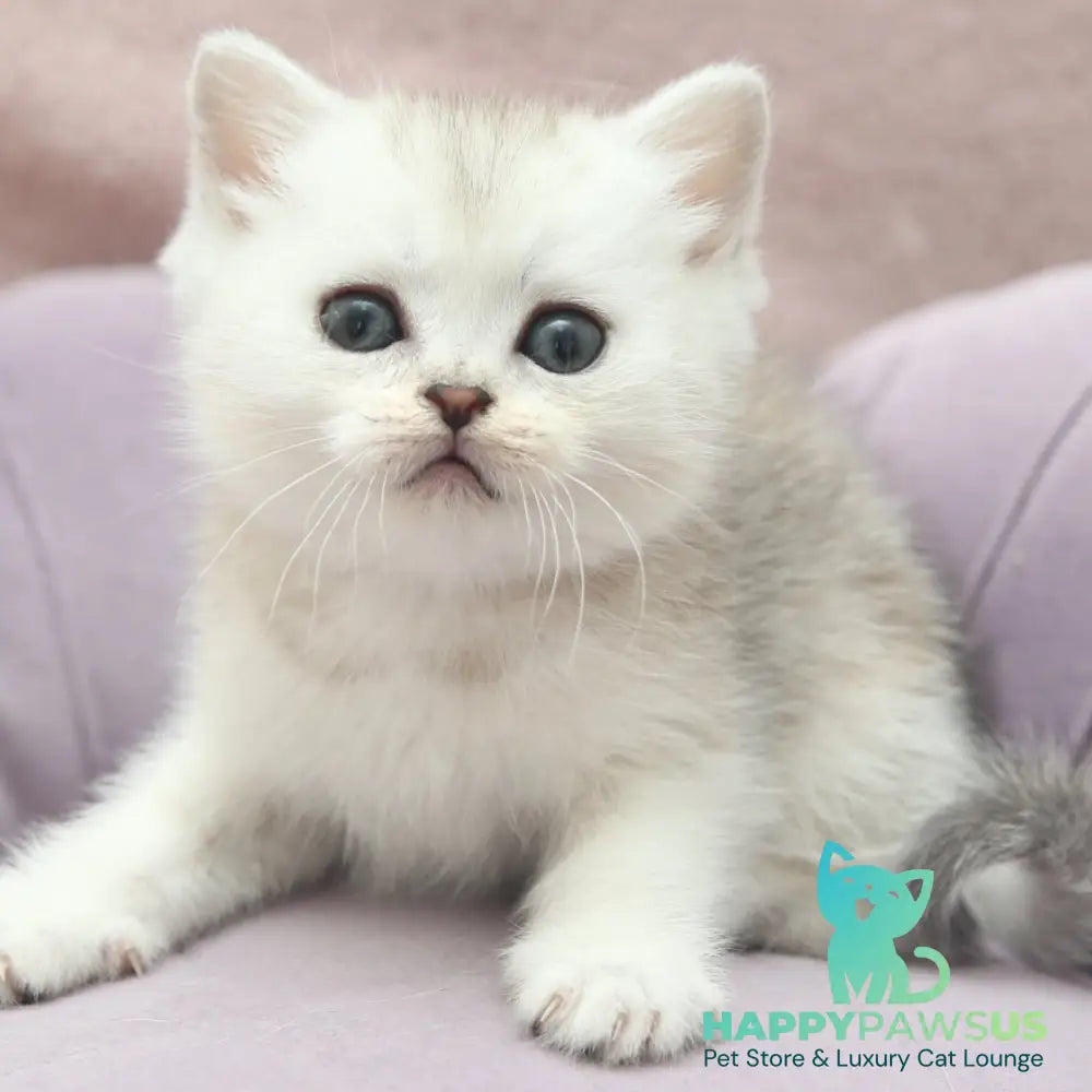 Jenny Scottish Straight female black silver shaded - live animals