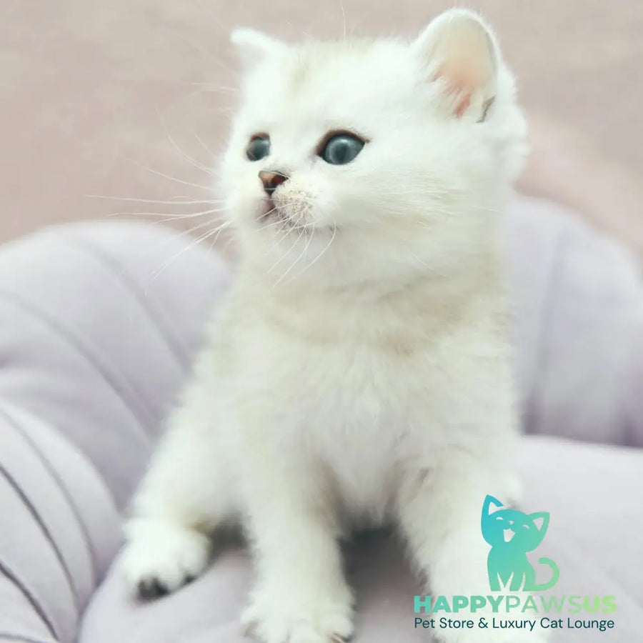 Jenny Scottish Straight female black silver shaded - live animals