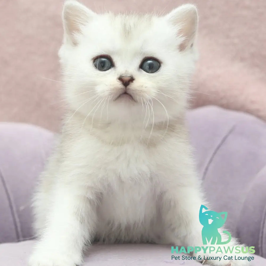 Jenny Scottish Straight female black silver shaded - live animals