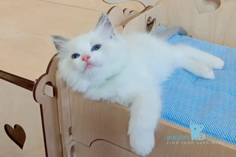 Jeremi Ragdoll male blue bicolour live animals