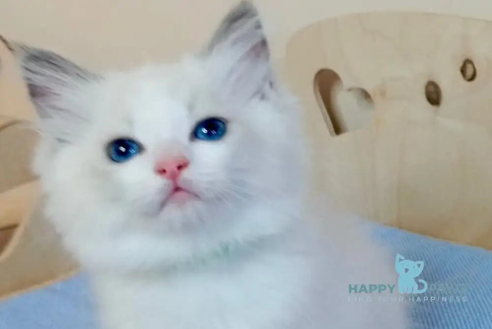 Jeremi Ragdoll male blue bicolour live animals