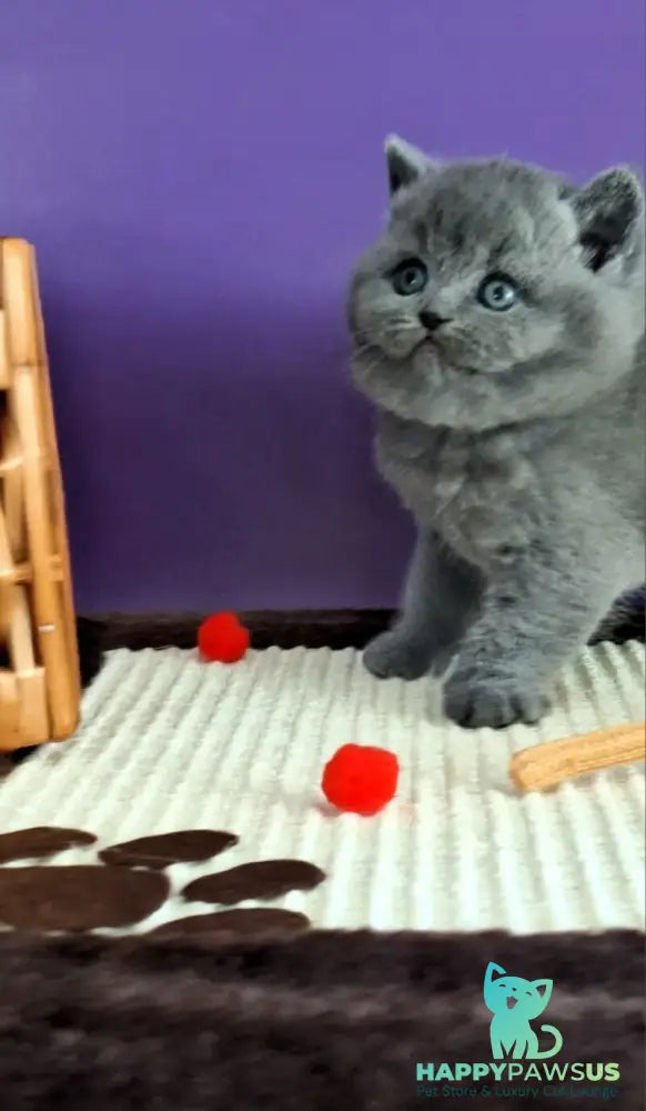 Jeremina British Shorthair female blue - live animals