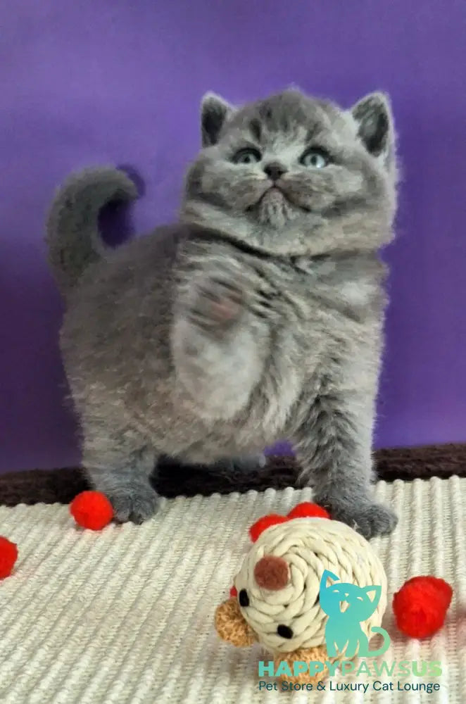 Jeremina British Shorthair female blue - live animals