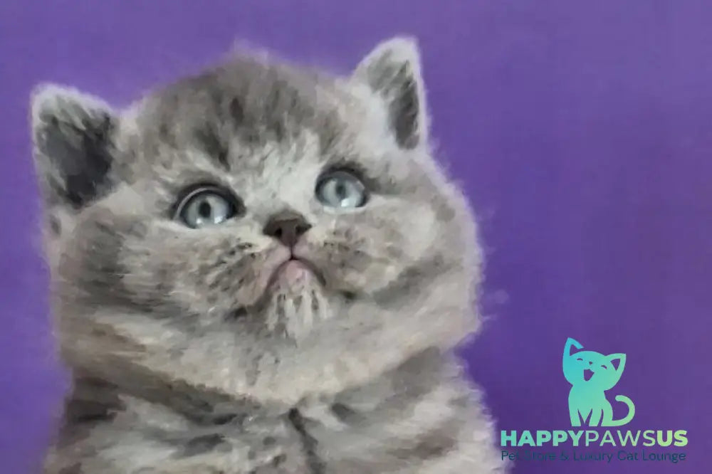 Jeremina British Shorthair female blue - live animals