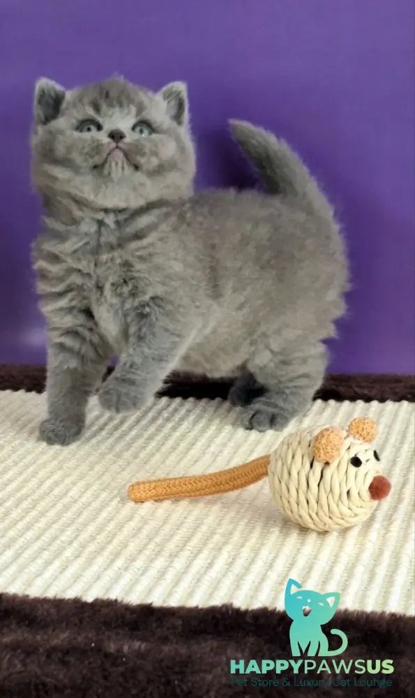 Jeremina British Shorthair female blue - live animals