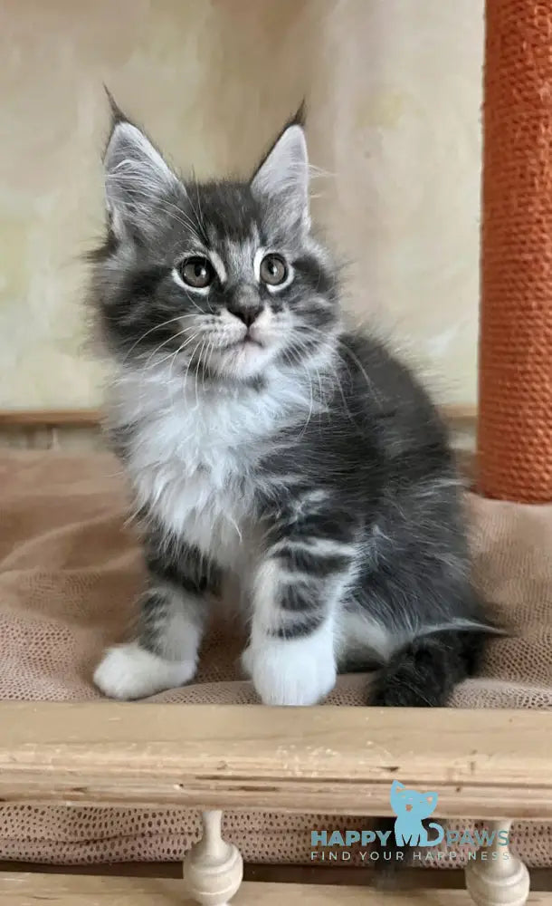 Jeremy Maine Coon male blue bicolour tabby live animals