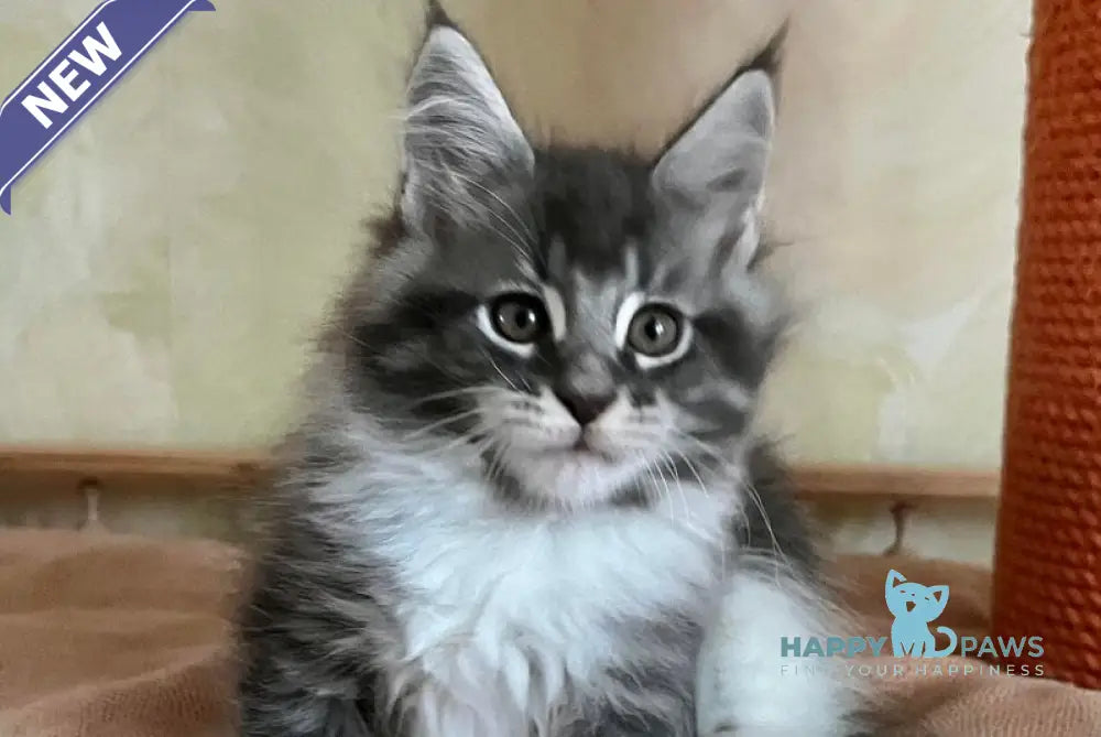 Jeremy Maine Coon male blue bicolour tabby live animals