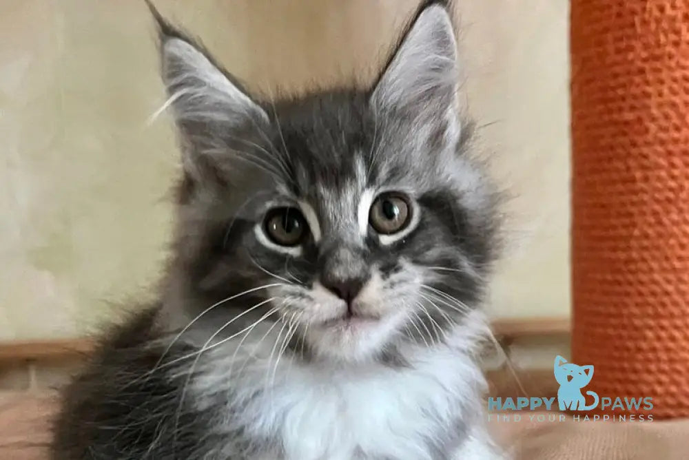 Jeremy Maine Coon male blue bicolour tabby live animals