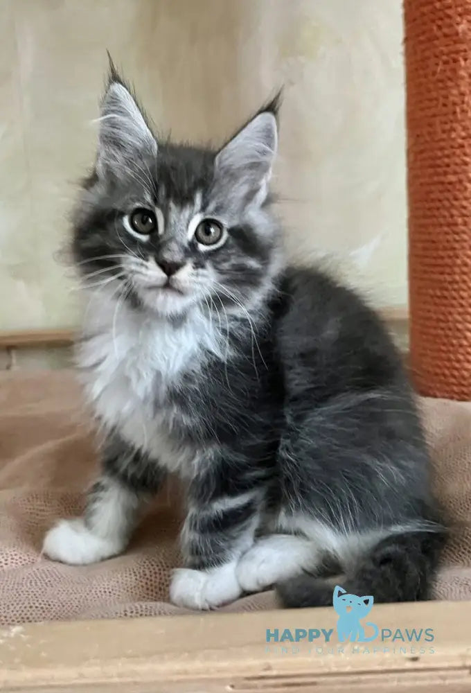 Jeremy Maine Coon male blue bicolour tabby live animals