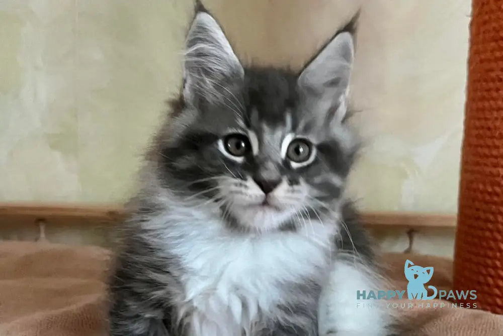 Jeremy Maine Coon male blue bicolour tabby live animals