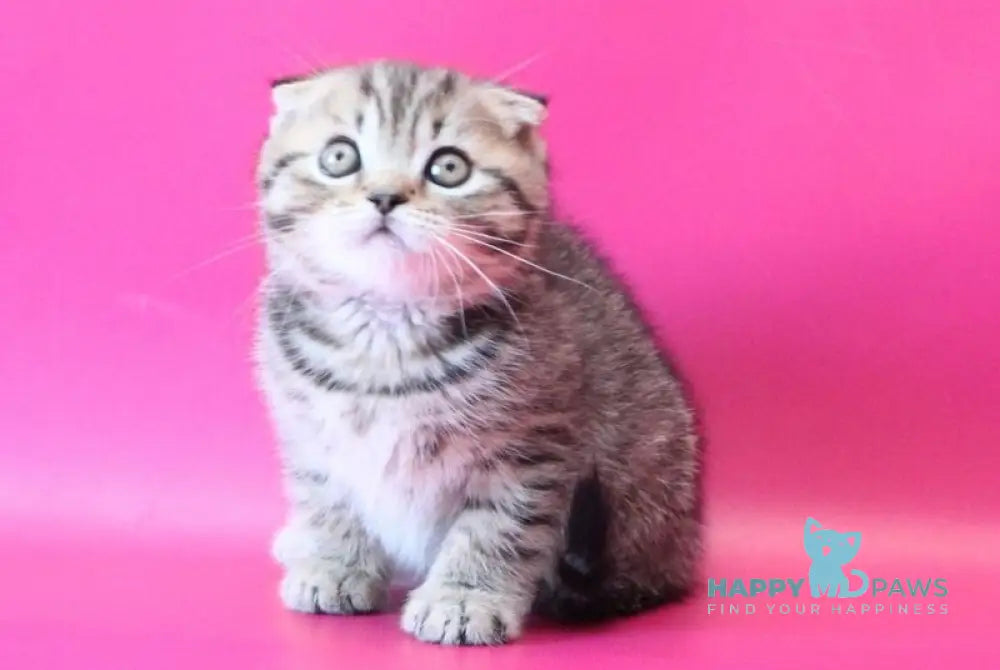 Jeremy Scottish Fold male black spotted tabby live animals