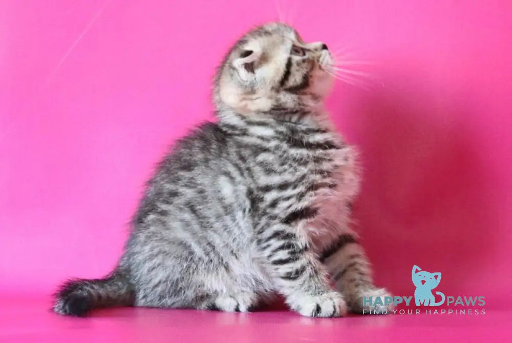 Jeremy Scottish Fold male black spotted tabby live animals