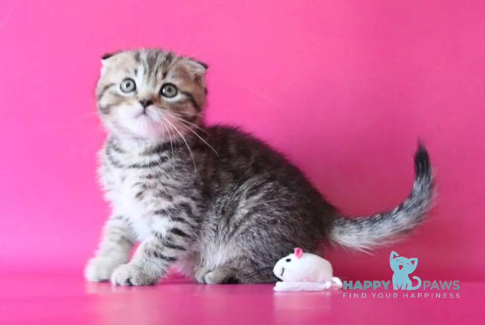 Jeremy Scottish Fold male black spotted tabby live animals