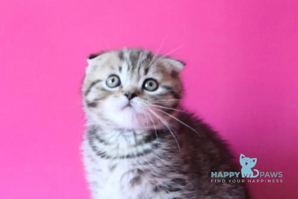 Jeremy Scottish Fold male black spotted tabby live animals