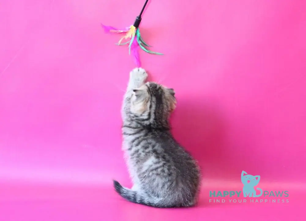 Jeremy Scottish Fold male black spotted tabby live animals