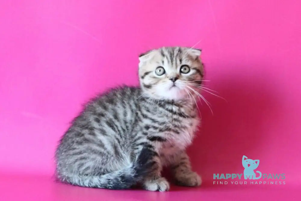 Jeremy Scottish Fold male black spotted tabby live animals