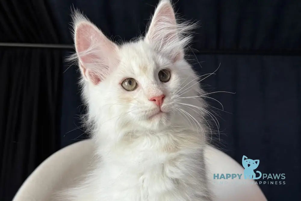 Jermon Maine Coon male red silver shaded live animals