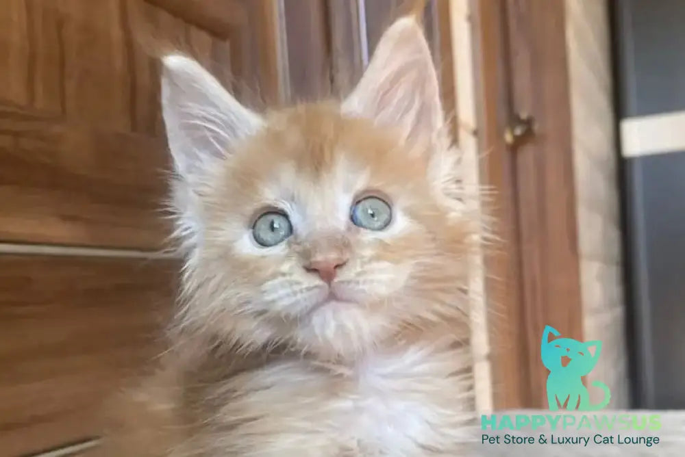Jerri Maine Coon male red silver - live animals