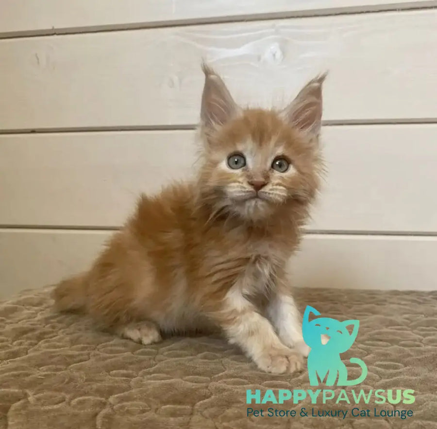 Jerri Maine Coon male red silver - live animals