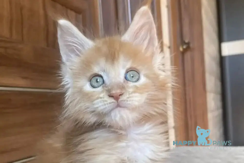Jerri Maine Coon male red silver - live animals